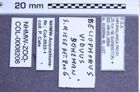 Etikette zu Beliophorus viduus (NHMW-ZOO-COL-0008206)